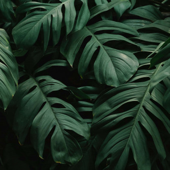 Tropical Leaves Desktop Wallpaper