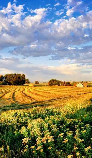 Yellow Fields Light Blue Skies Summers Jane Wallpaper