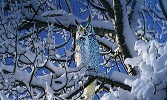 Snowy Owl Wallpaper Screensavers A Quiet Watching