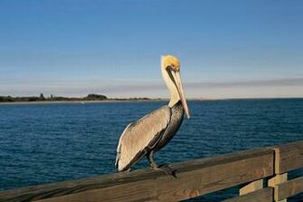 Explore The Collection Birds Pelicans Pelican