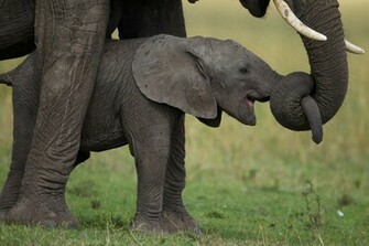Cute Baby Elephant Pictures