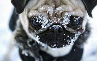 Funny Cute Pug Watch Online Pictures Dog Breeds For Your Mobile Phone