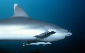 Syukur Management Sains And Gallery Wallpaper Deep Sea