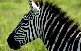 Zebra Wallpaper
