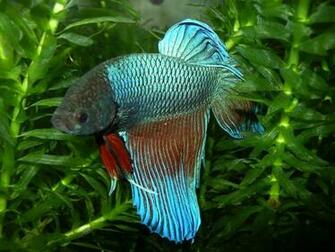 S Favourites Nobody Animals Fishes