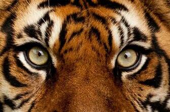 Should Exotic Animals Be Allowed As Pets Copy1 On Emaze