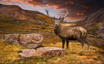 Deer Photos HD Wallpaper Desktop
