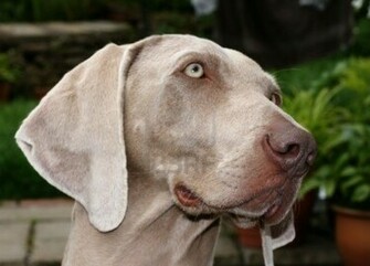 Weimaraner Puppies The Dog Wallpaper Best