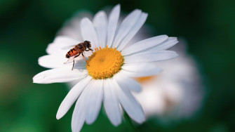 Bee Flower Insect Picture Wallpaper 4k