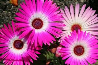 Big Pink Flowers Wallpaper