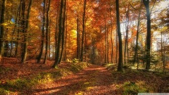 Fall Forest Path Wallpaper