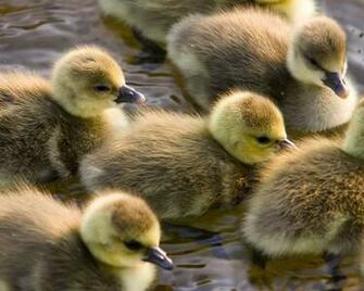 Ducks Duck Wallpaper Animals HD Desktop