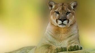 Cougars