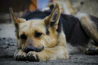 German Shepherd Puppy Photos Wallpaper Pictures