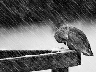 Birds Winter Animal Widescreen Wallpaper