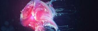 Phenomenal Wallpaper By Justin Maller
