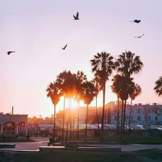 Wallpaper Palm Trees Dawn Birds Venice Beach