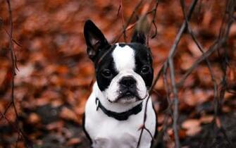 French Bulldog Computer Wallpaper Desktop Background