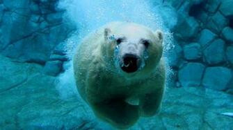 Underwater Bear HD Wallpaper Jootix Picture Car