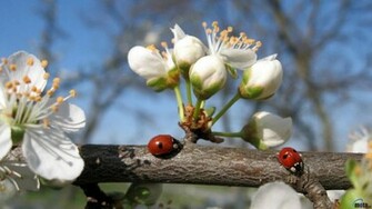 Wallpaper Apple Blossom X Desktop And