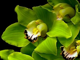 Green Orchid Flowers Wallpaper Beautiful Desktop