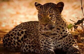 Zimbabwe Wild Life In Pictures Zambezi National Park Steemit