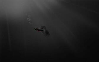 Dark Windows Fish Window Microsoft Wallpaper