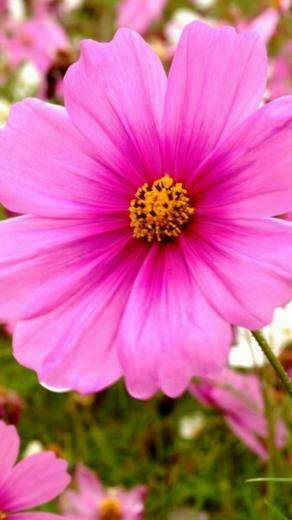 Spring HD Wallpaper For Mobile Cute
