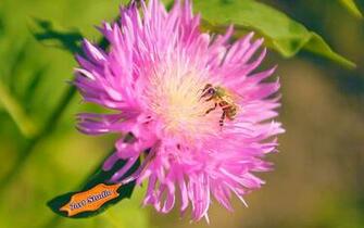 Summer Bee On Clover Flower Screensaver Animated Desktop Wallpaper