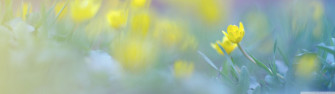 Dual Monitor Screen Multi Multiple Yellow Flower Fleu Jaune Champ