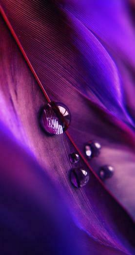 Macro Photography Of A Feather With Water Droplets Ios8 HD