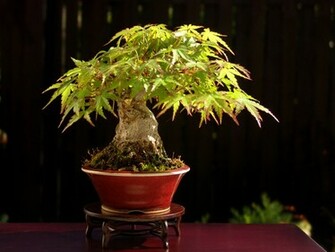 Bonsai Wallpaper