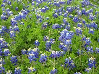 Lake Dallas Texas Brilliant Bluebonnets Blooming At White Rock