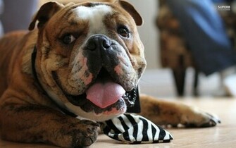 English Bulldog Wallpaper Animal