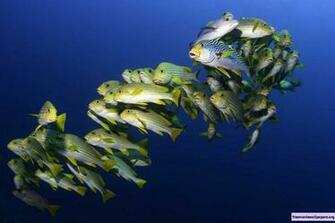 Under The Sea 3d Wallpaper Moallpapers Org