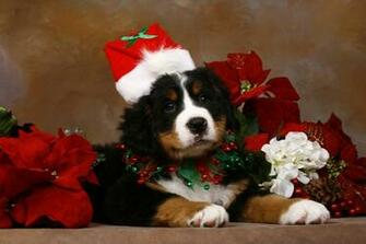 Cute Christmas Animal Wallpaper Top