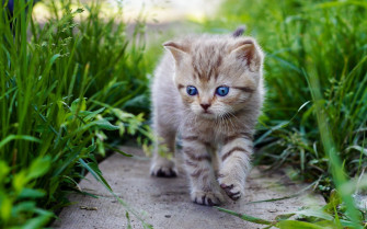 Cute Baby Animal Wallpaper