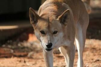 Dingo Wallpaper Background