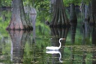 Backroads And Bayous Of The Deep South