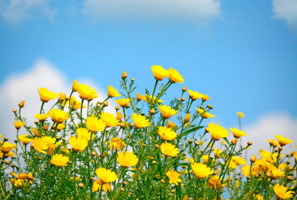 Wildflowers Zd7diizi3c7n9iam Wallpaper