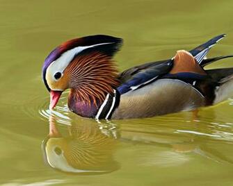 Mandarin Duck Wallpaper