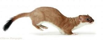 Stoat Photo Wp28484