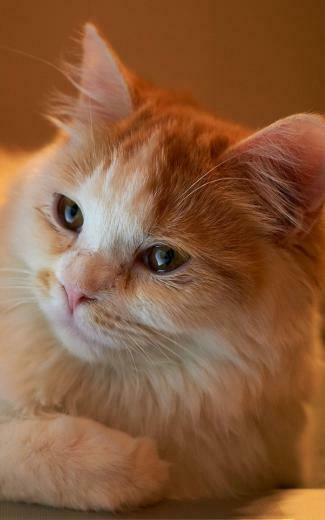 Animals iPhone Plus Wallpaper Orange Fluffy Cat