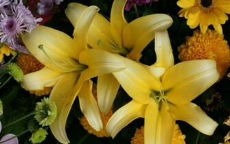 HD Stargazer Lilies Wallpaper