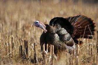 Wild Turkeys Gobbling Image Pictures Becuo