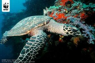Image Sea Turtle iPhone Wallpaper Populations Are