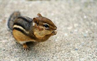 Lovely Chipmunks Photos Chipmunk Wallpaper No