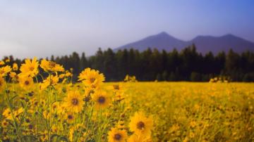 Wallpaper Id A Meadow Full Of Yellow Flowers In The