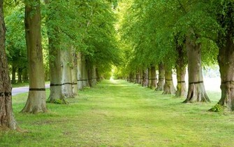 Tree Wallpaper By Natures Desktop Background