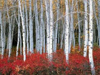 Desktop Wallpaper S Nature Aspen Forest Wasatch Mountains